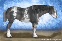 Horse Color:White Spotted Black Splash 