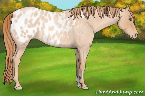 Horse Color:Gold Champagne Roan Appaloosa 