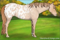 Horse Color:Gold Champagne Roan Appaloosa 