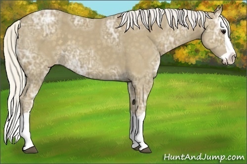 Horse Color:Silver Smoky Black Ice Splash Varnish 