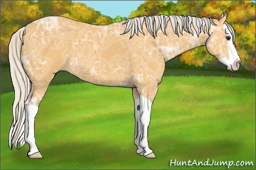 Horse Color:Silver Buckskin Ice Splash