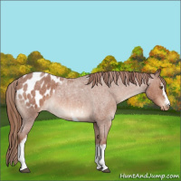 Horse Color:White Spotted Red Roan Blanket