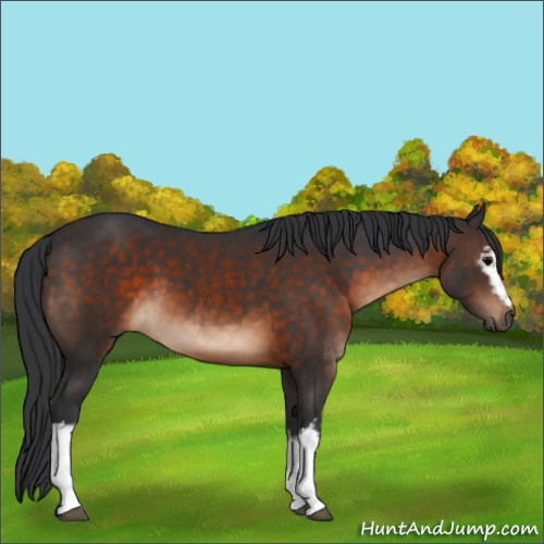 Horse Color:White Spotted Brown 