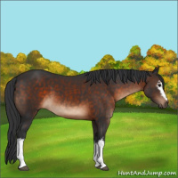 Horse Color:White Spotted Brown 