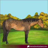 Horse Color:Buckskin 
