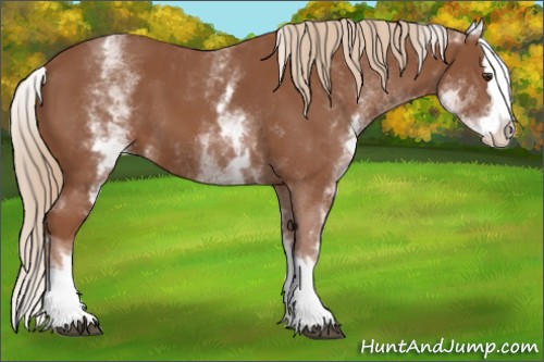 Horse Color:White Spotted Chestnut Splash 
