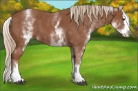 Horse Color:White Spotted Chestnut Splash