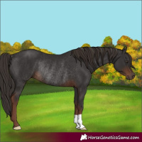 Horse Color:Liver Chestnut Rabicano 