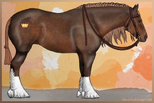 Horse Color:Liver Chestnut 