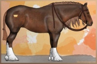 Horse Color:Liver Chestnut 