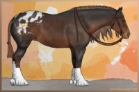 Horse Color:Liver Chestnut Appaloosa
