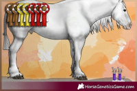 Horse Color:Buckskin Tobiano Blanket 