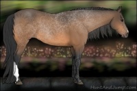 Horse Color:Buckskin 