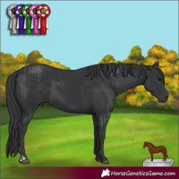 Horse Color:Black  and Black 