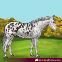 Horse Color:Liver Chestnut Appaloosa 