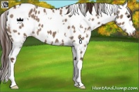 Horse Color:White Spotted Liver Red Dun Appaloosa 