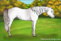 Horse Color:Gray Chestnut 