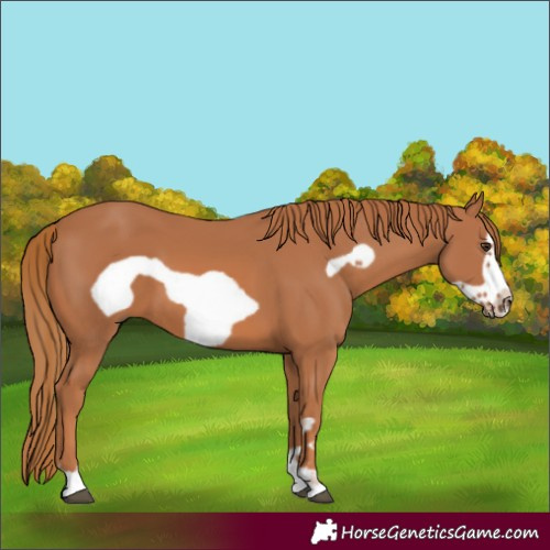 Horse Color:Chestnut Frame 