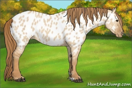 Horse Color:Red Dun Near Leopard 