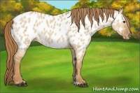 Horse Color:Red Dun Near Leopard 