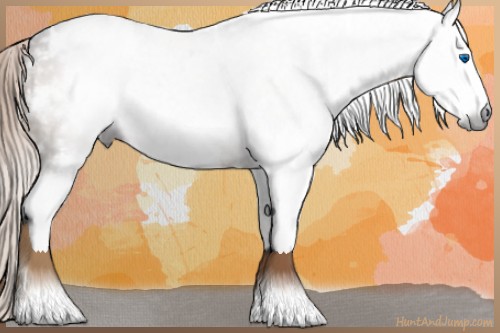 Horse Color:Gray White Spotted Liver Chestnut Splash Blanket Rabicano 