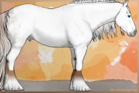 Horse Color:Gray White Spotted Liver Chestnut Splash Blanket Rabicano 
