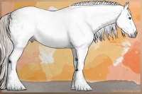 Horse Color:Gray White Spotted Silver Brown Splash 