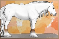 Horse Color:Gray White Spotted Smoky Black Splash Rabicano