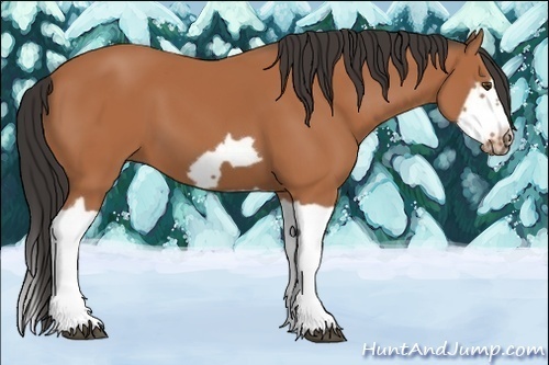 Horse Color:Bay Splash Frame 