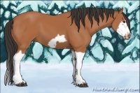 Horse Color:Bay Splash Frame