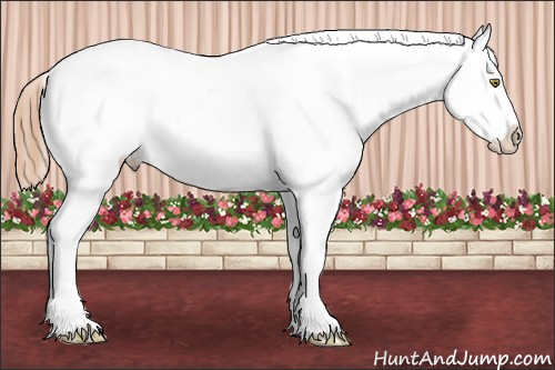 Horse Color:Gold Champagne Near Leopard  and White Spotted Gold Champagne Near Leopard 