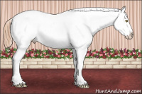 Horse Color:Gold Champagne Near Leopard and White Spotted Gold Champagne Near Leopard