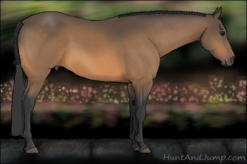 Horse Color:Buckskin 
