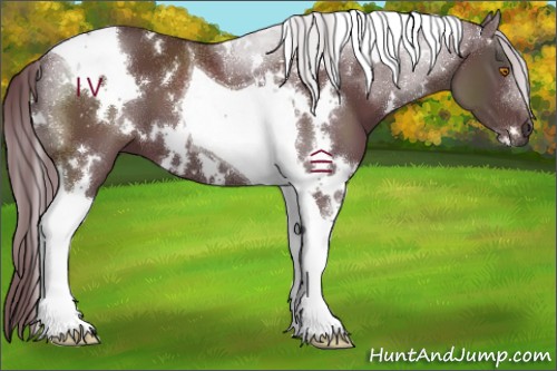 Horse Color:White Spotted Chocolate Black Tobiano 