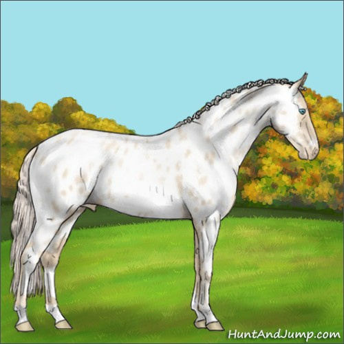 Horse Color:White Spotted Gold Cream Champagne Pearl Appaloosa 