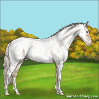 Horse Color:White Spotted Gold Cream Champagne Pearl Appaloosa 