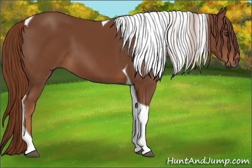 Horse Color:Chestnut Tobiano 