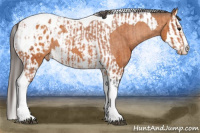 Horse Color:Bay Splash Tobiano Appaloosa  and Bay Splash Tobiano Appaloosa 