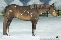 Horse Color:White Spotted Chocolate Palomino Tobiano 