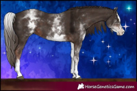 Horse Color:White Spotted Liver Chestnut Splash 