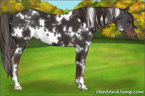 Horse Color:White Spotted Liver Chestnut 