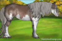 Horse Color:Liver Chestnut Splash 