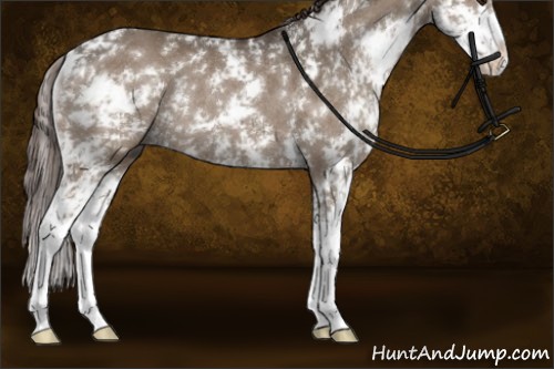 Horse Color:Liver Red Dun Sabino Rabicano 
