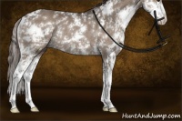 Horse Color:Liver Red Dun Sabino Rabicano 