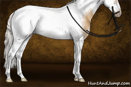 Horse Color:Silver Buckskin Dun Sabino Tobiano Frame Rabicano 
