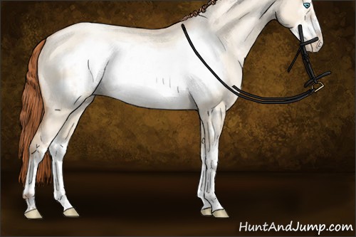 Horse Color:Buckskin Roan Pearl Dun Sabino Frame Rabicano 