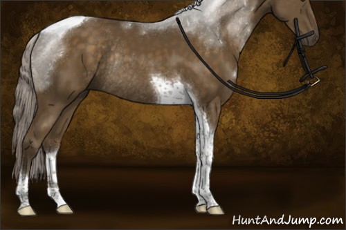 Horse Color:Chocolate Palomino Tobiano Rabicano 