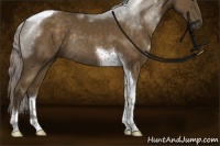 Horse Color:Chocolate Palomino Tobiano Rabicano 