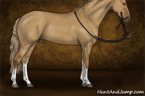 Horse Color:Chocolate Palomino Dun Tobiano Rabicano 