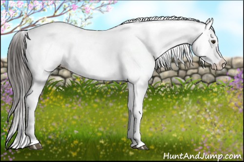 Horse Color:Liver Chestnut Appaloosa 